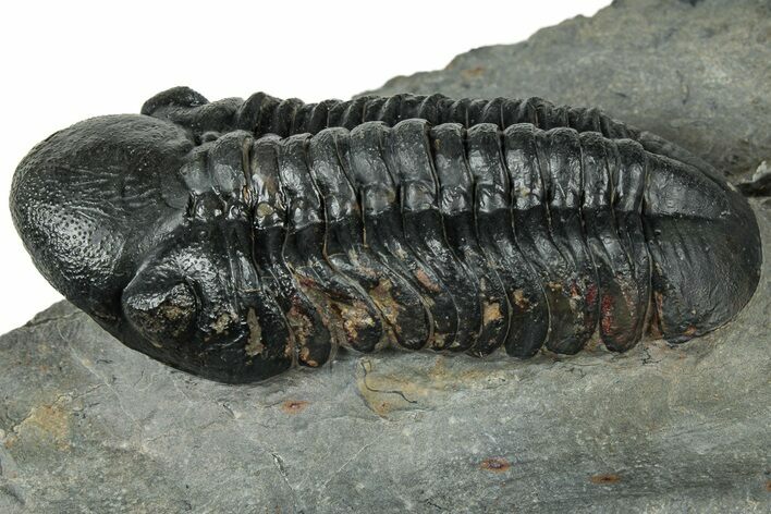 Prone Reedops Trilobite - Atchana, Morocco #323693